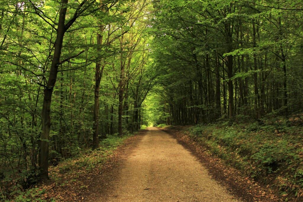 An image of an unpaved path surrounded by trees.